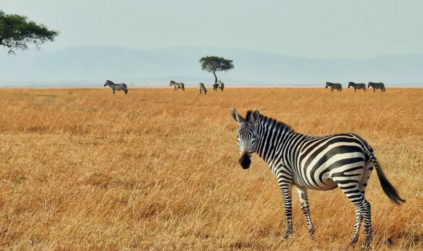 The Ultimate Maasai Mara Safari Experience: When to Go & What to Expect