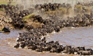 masai mara