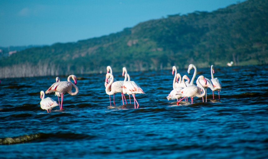Lake Nakuru National Park Day Tour