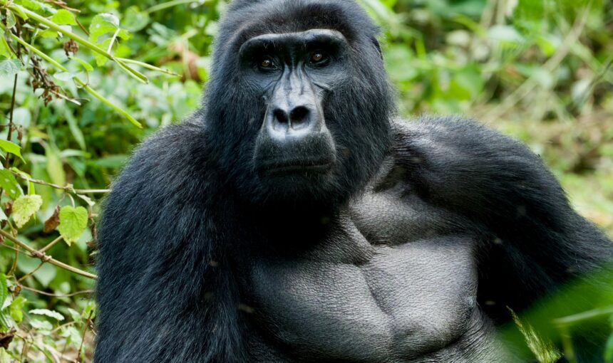 6 Day Uganda Gorilla Encounter