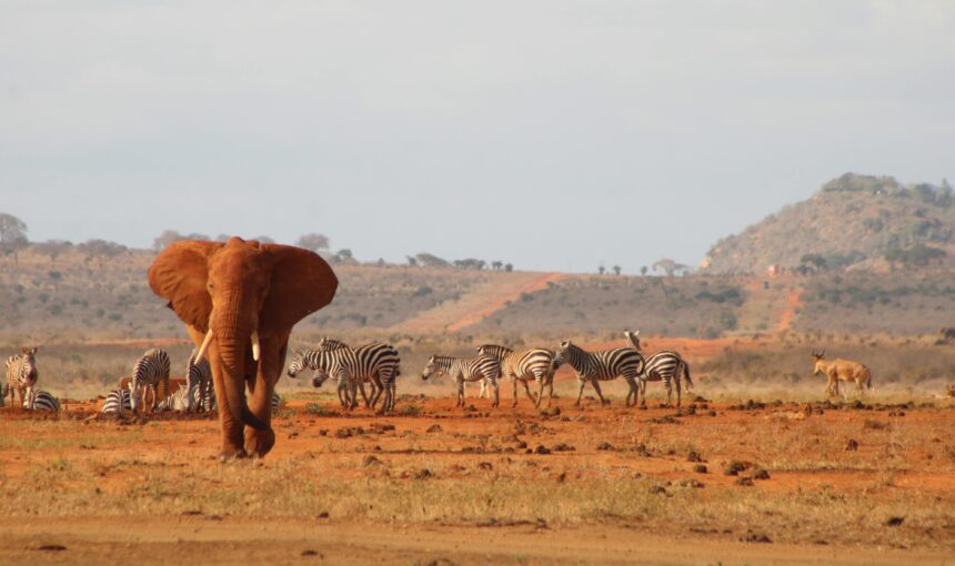 Tsavo National Park Small Group Tour