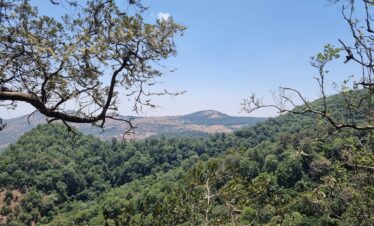 loita forest